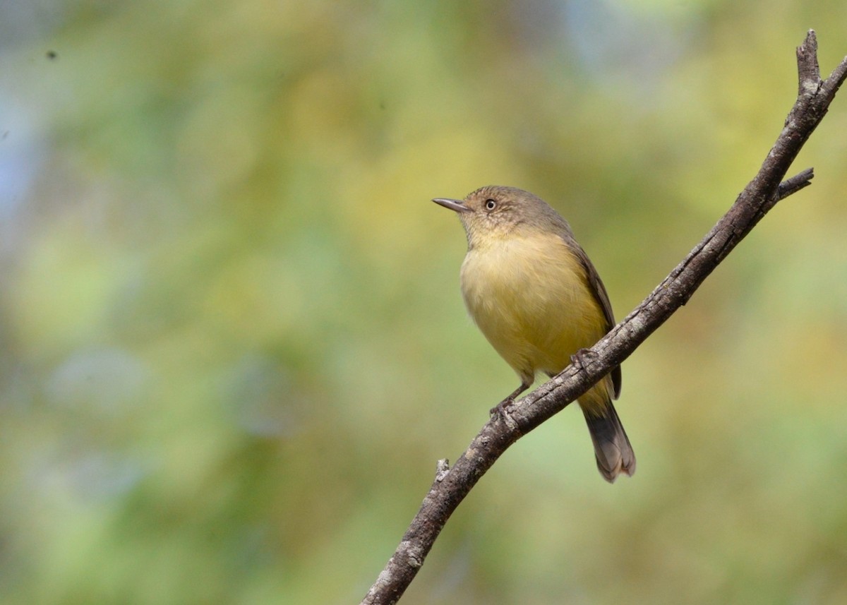 Buff-rumped Thornbill - ML636078729