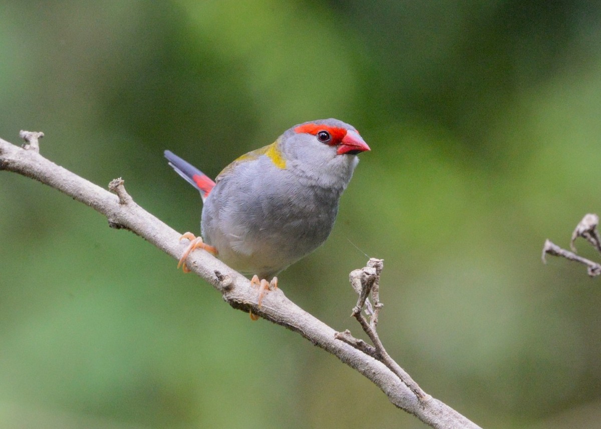 Red-browed Firetail - ML636078733