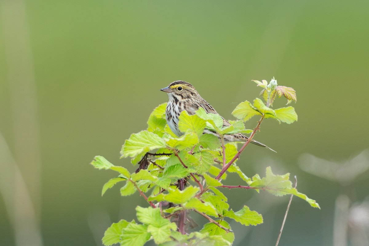 Savannah Sparrow - ML636078823