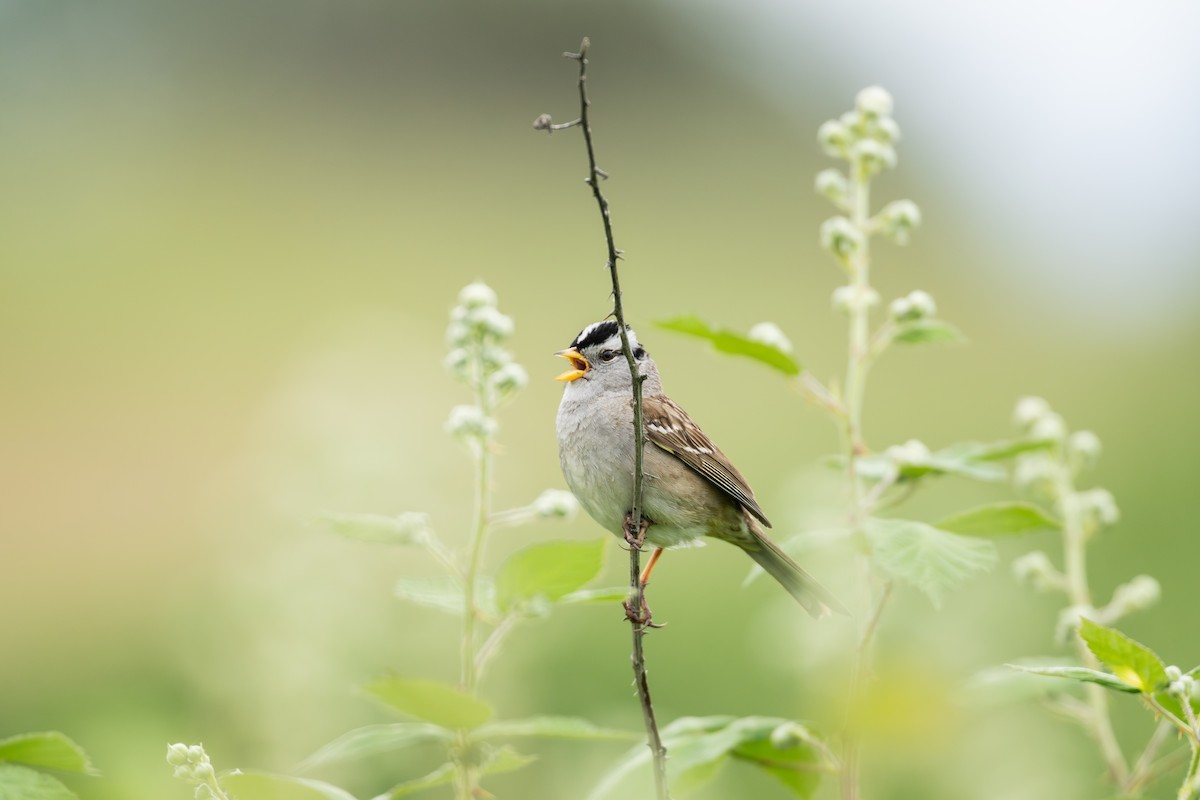 White-crowned Sparrow - ML636078829