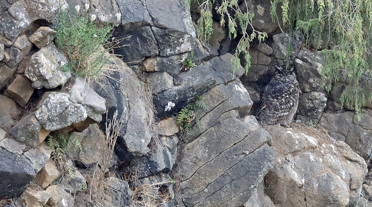 Cape Eagle-Owl - ML636078883