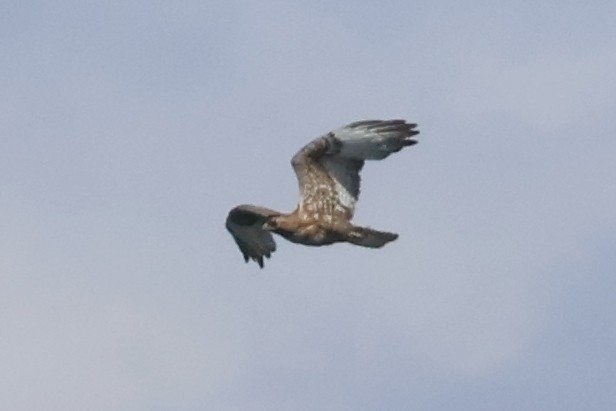 Buteo sp. - ML636078964