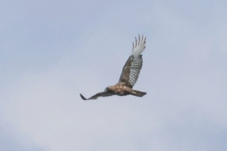 Buteo sp. - ML636078965