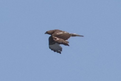 Buteo sp. - ML636078967