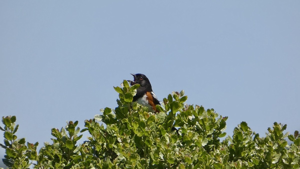Spotted Towhee - ML636078983