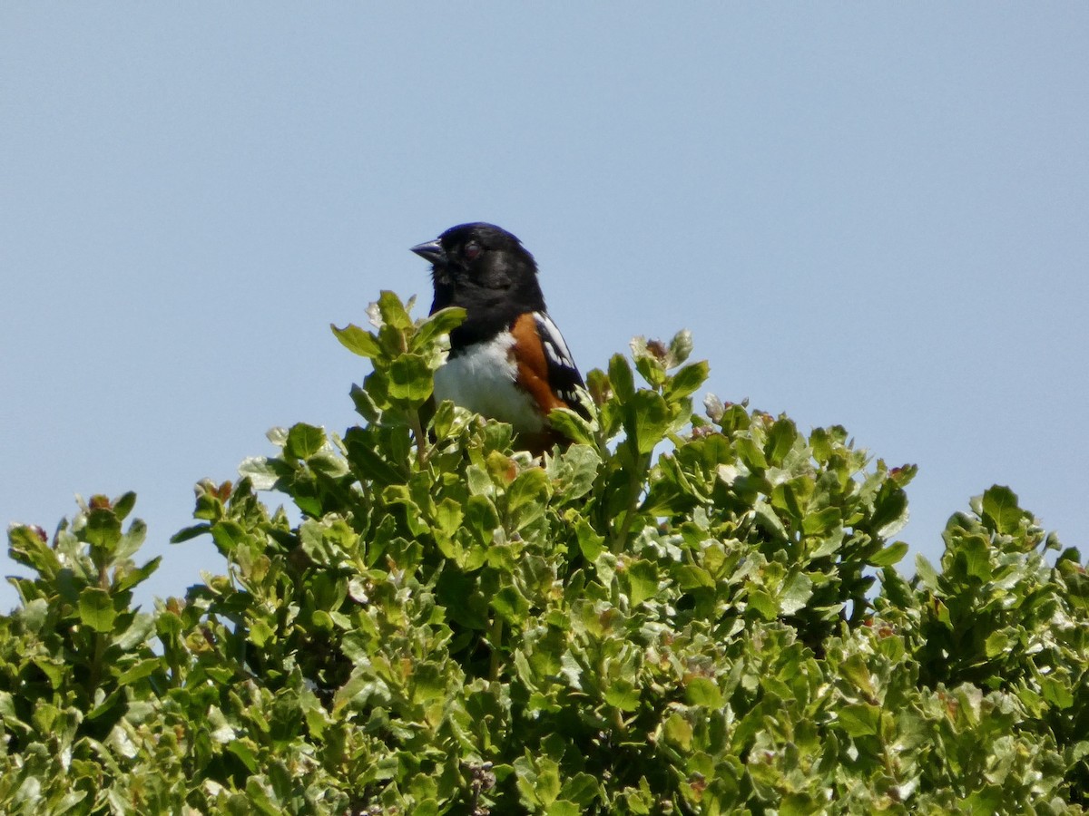 Spotted Towhee - ML636078985