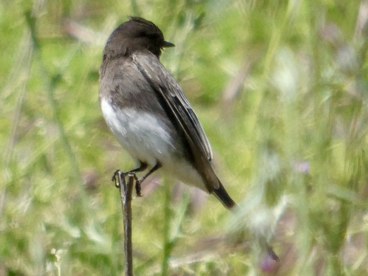 Black Phoebe - ML636079023