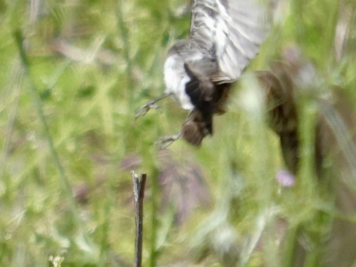 Black Phoebe - ML636079025
