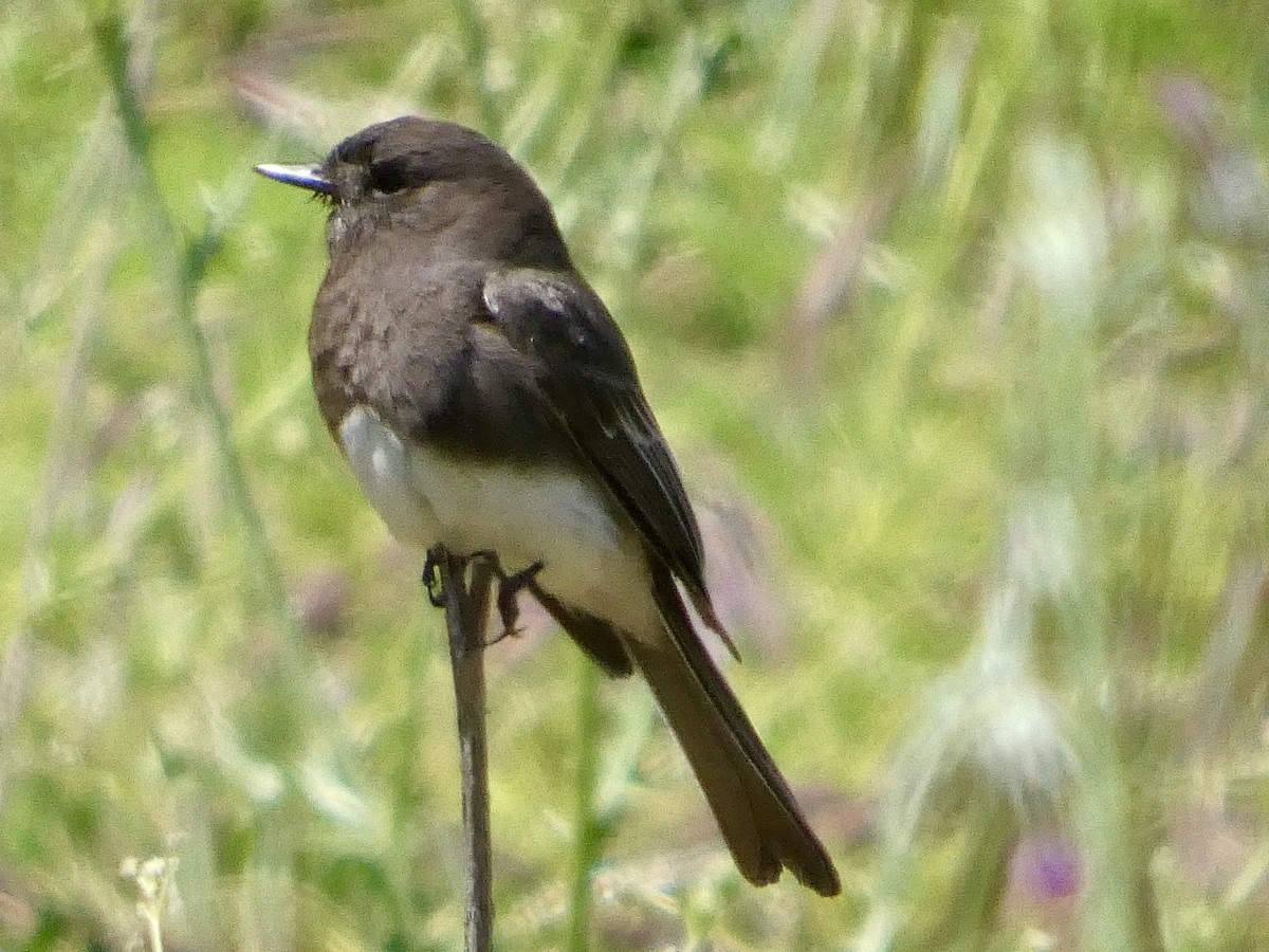 Black Phoebe - ML636079026