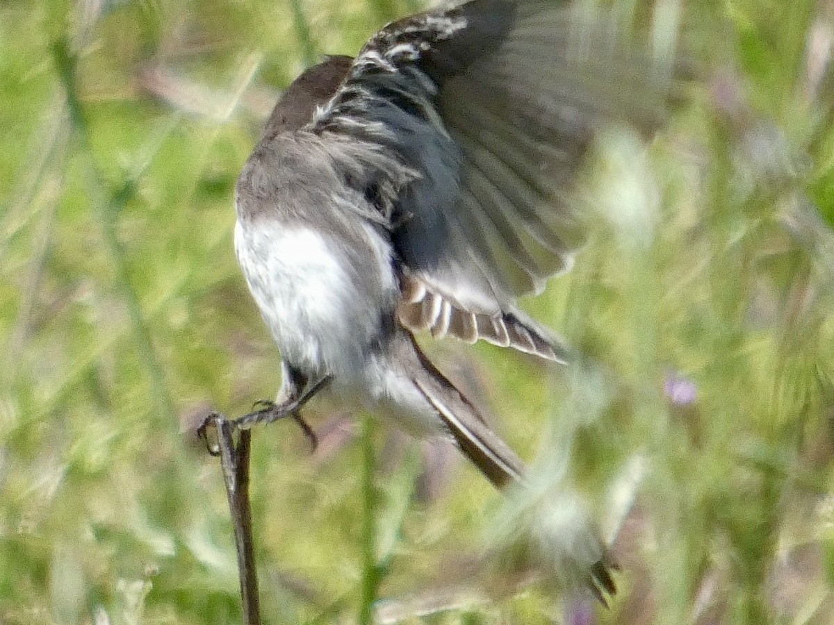 Black Phoebe - ML636079027