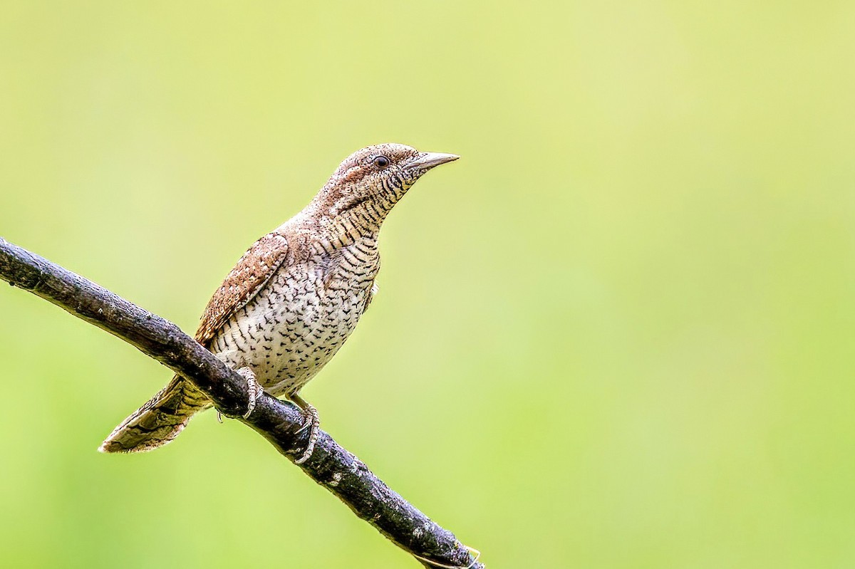 地啄木 - ML636079052