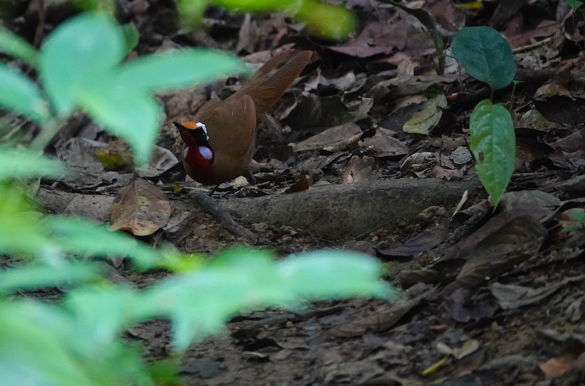 Malaysian Rail-babbler - ML636079371