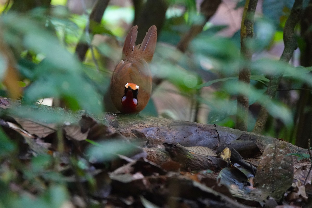 Malaysian Rail-babbler - ML636079372