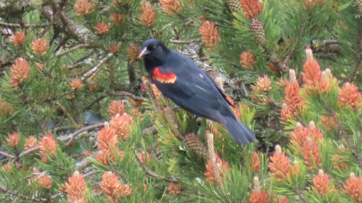 Red-winged Blackbird - ML636079556