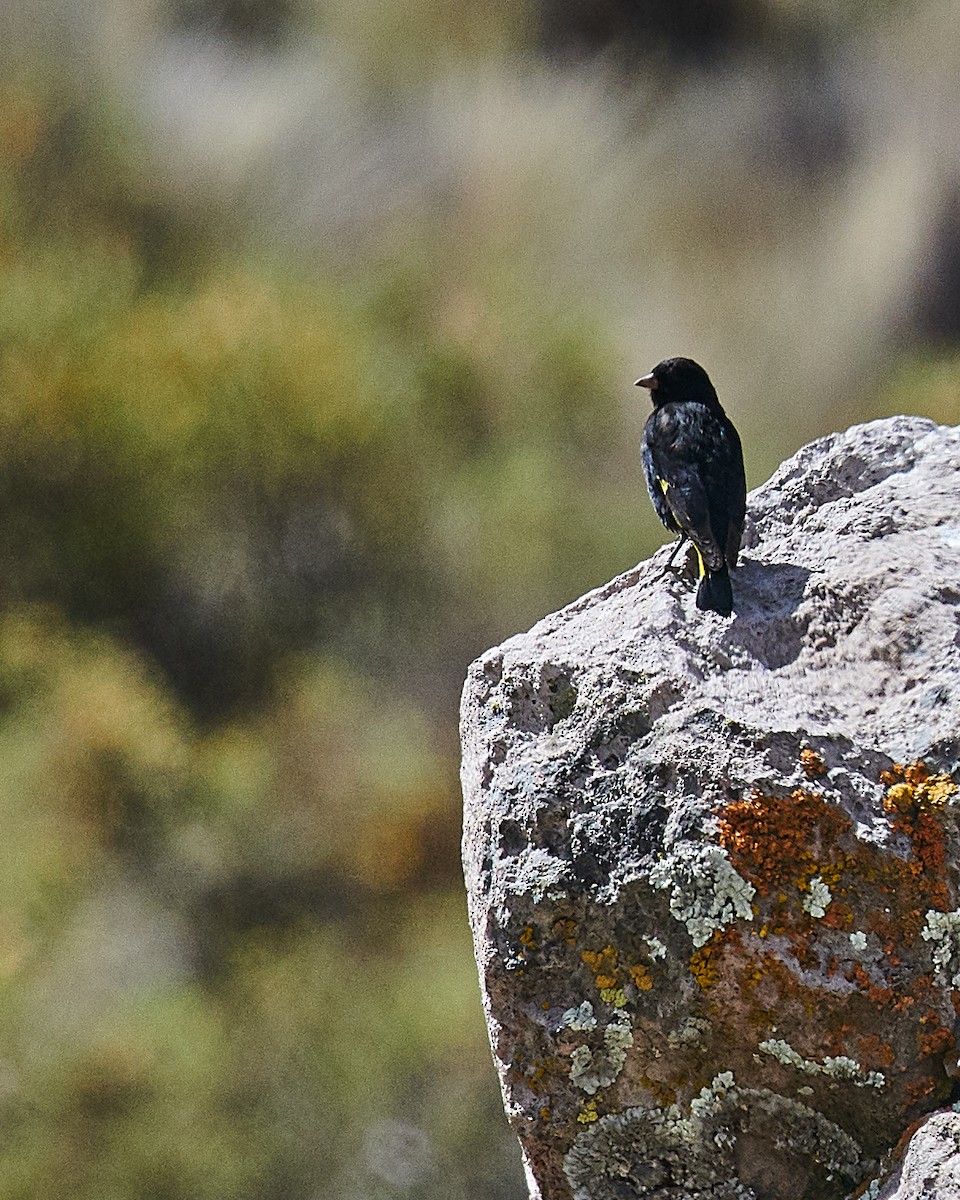 Black Siskin - ML636079609