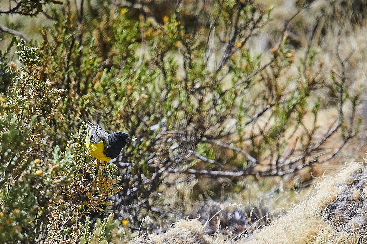Yellow-rumped Siskin - ML636079619