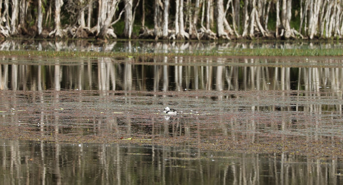 Cotton Pygmy-Goose - ML636079638
