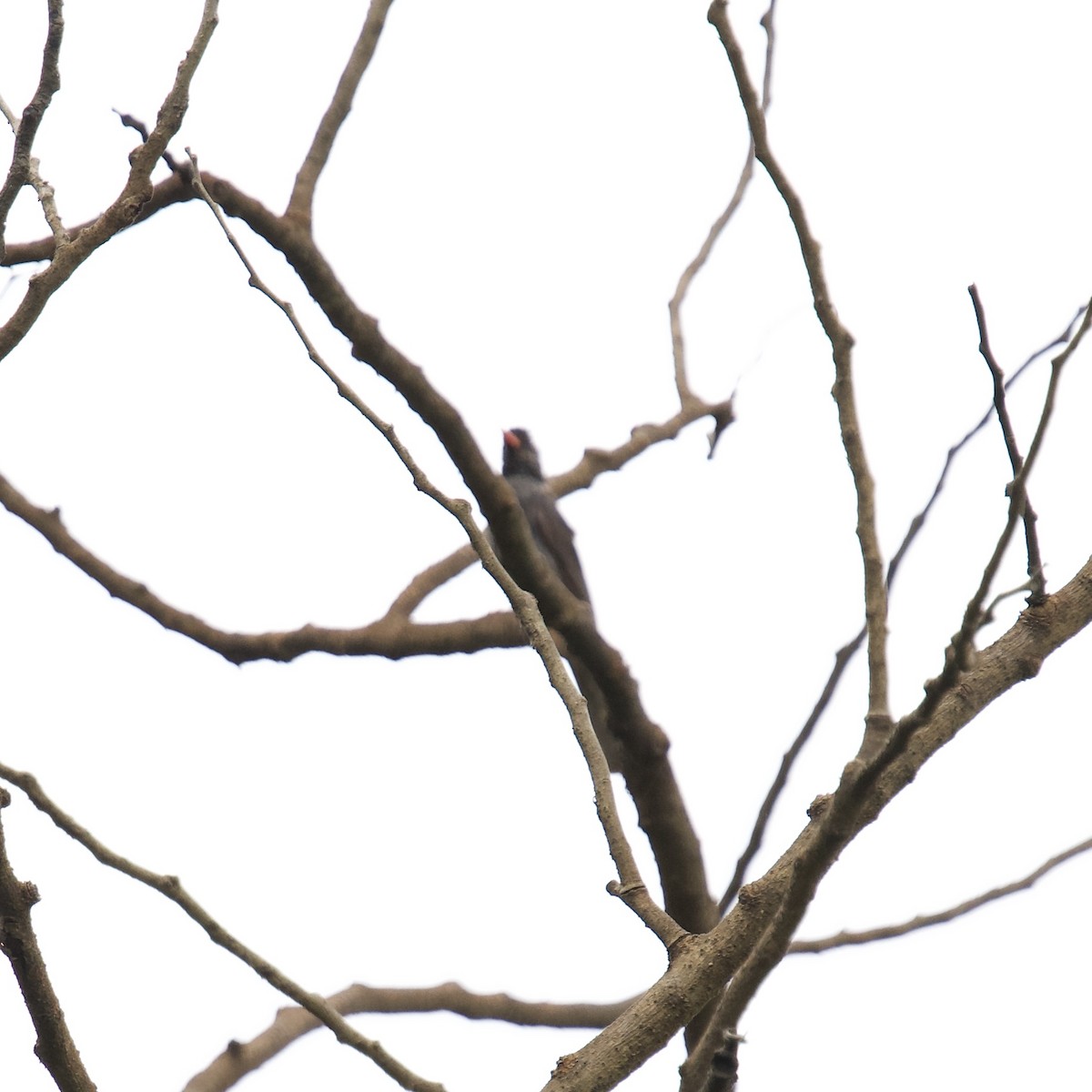 Square-tailed Bulbul - ML636079752