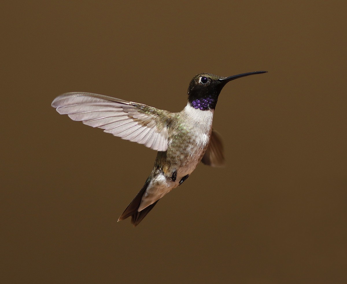 Colibrí Gorjinegro - ML63607981