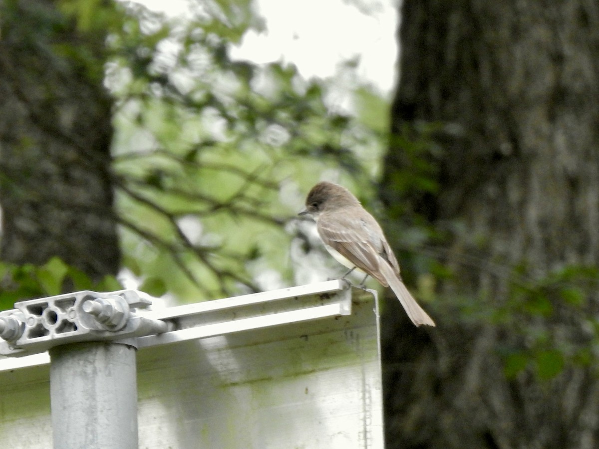 Eastern Phoebe - ML636079810