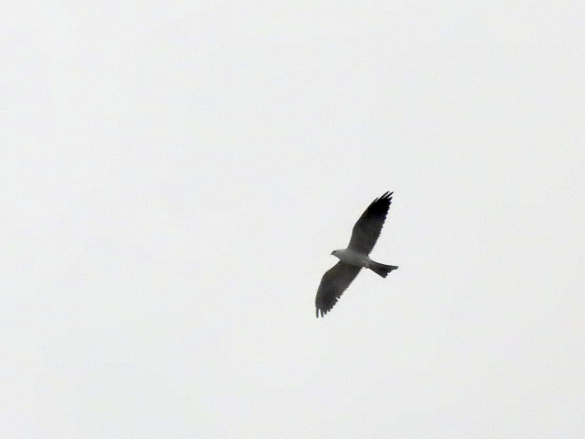 Mississippi Kite - ML636079891