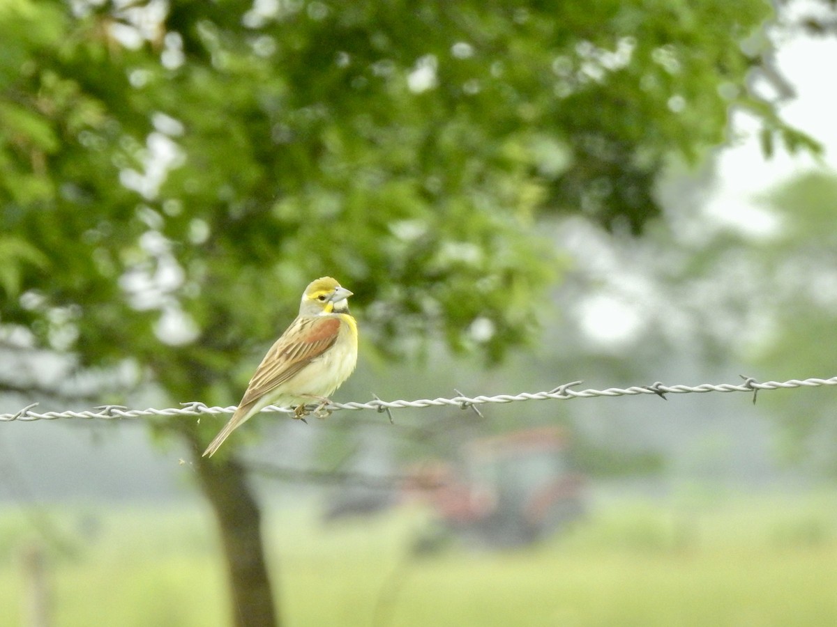 Dickcissel - ML636079930