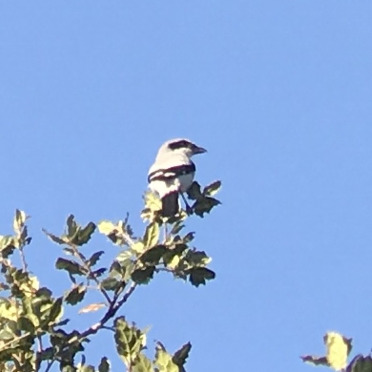 Loggerhead Shrike - ML636079934