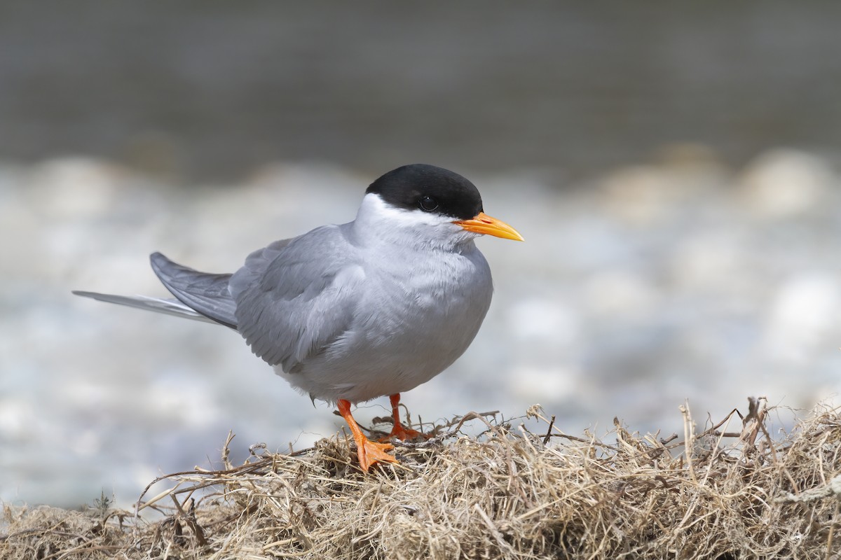 Black-fronted Tern - ML636079937