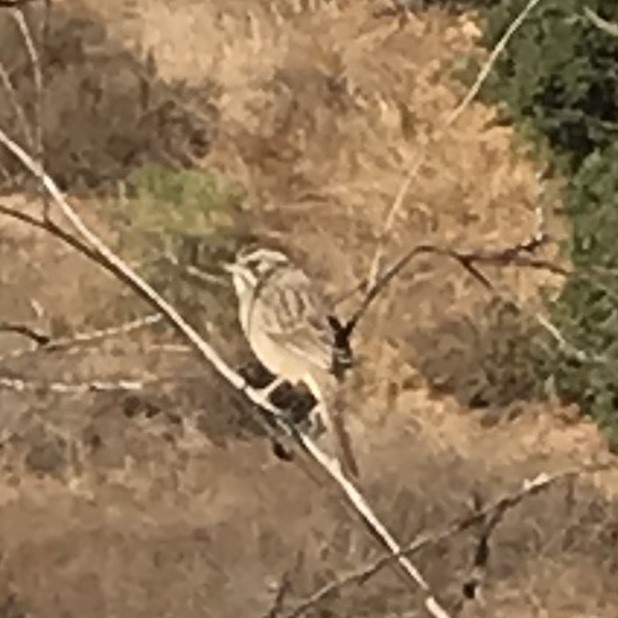 Rufous-crowned Sparrow - ML636079938