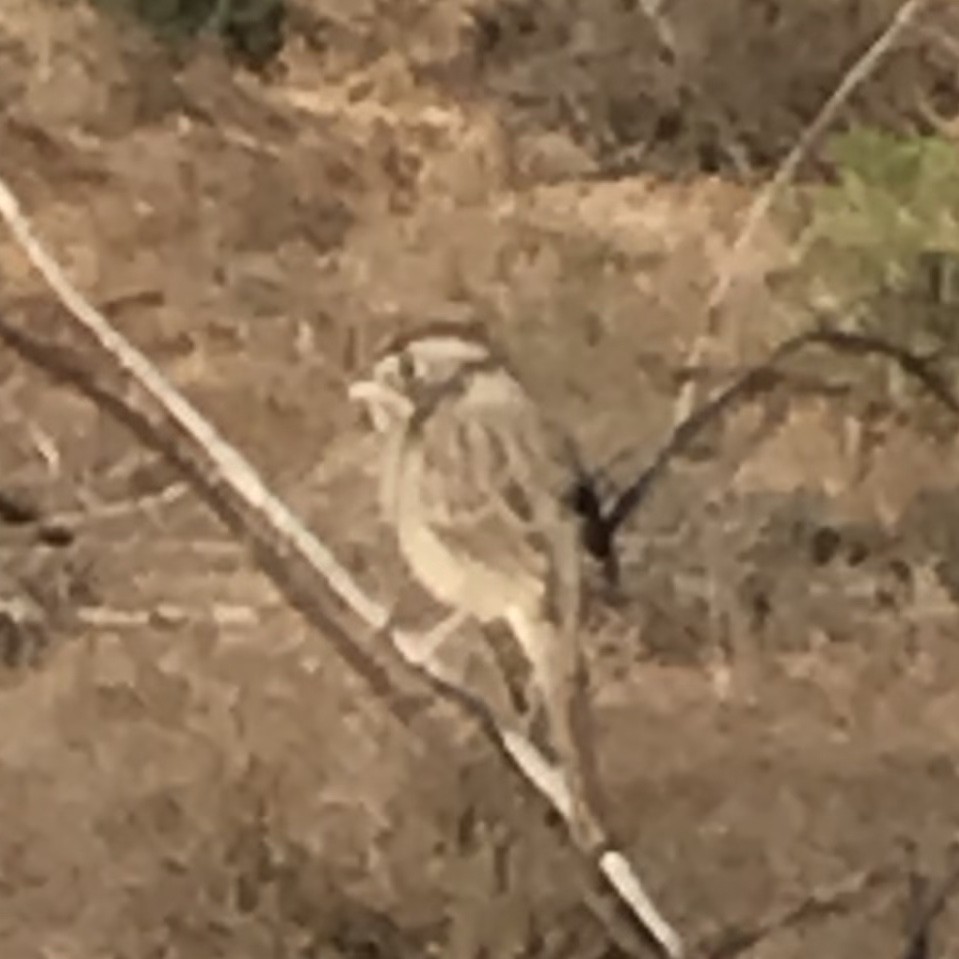 Rufous-crowned Sparrow - ML636079939