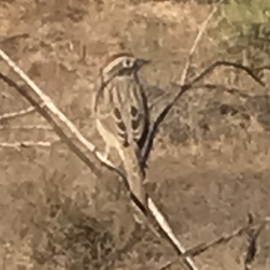 Rufous-crowned Sparrow - ML636079940