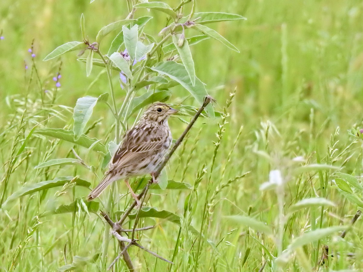 Savannah Sparrow - ML636079941