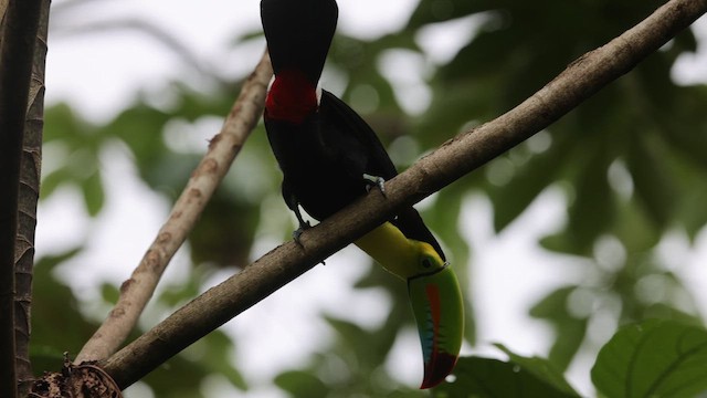 Keel-billed Toucan - ML636080019