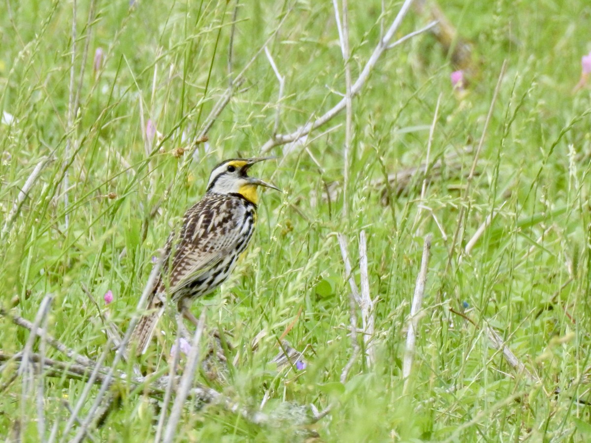 Eastern Meadowlark - ML636080026