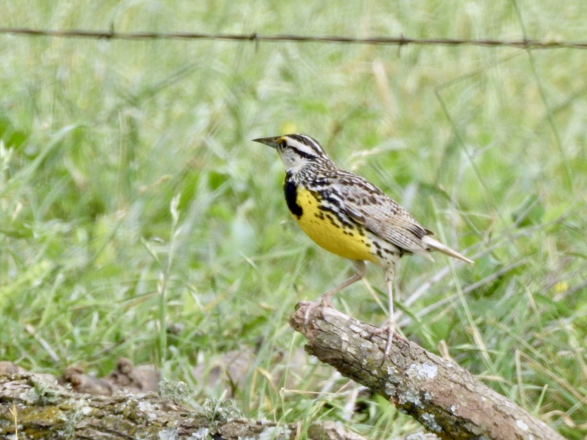 Eastern Meadowlark - ML636080027