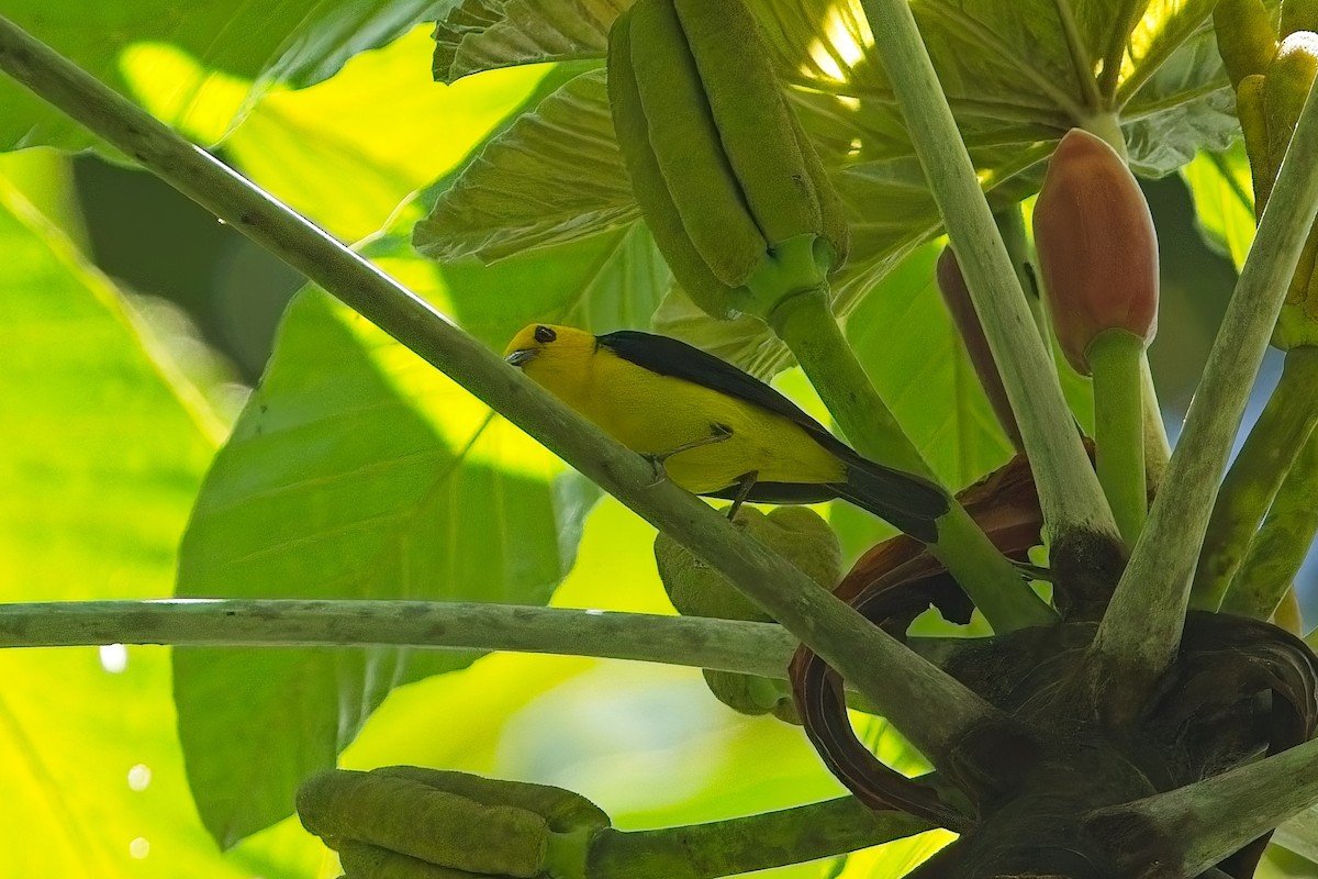 Black-and-yellow Tanager - ML636080067