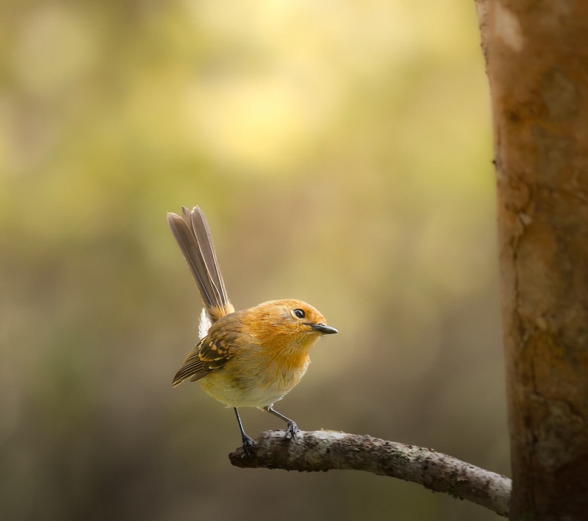 Kauai Elepaio - ML636080082