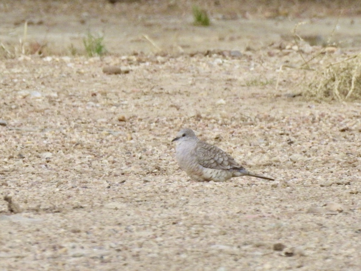 Inca Dove - ML636080099