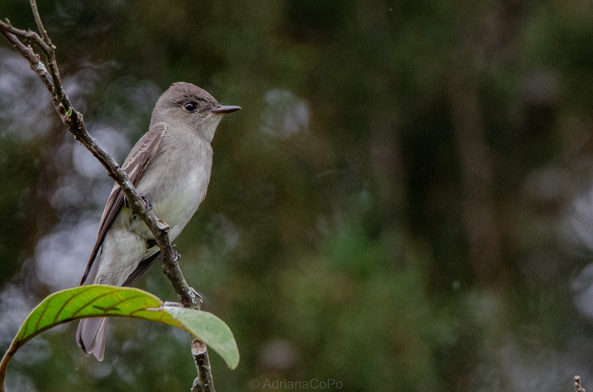 Northern Tropical Pewee - ML636080148