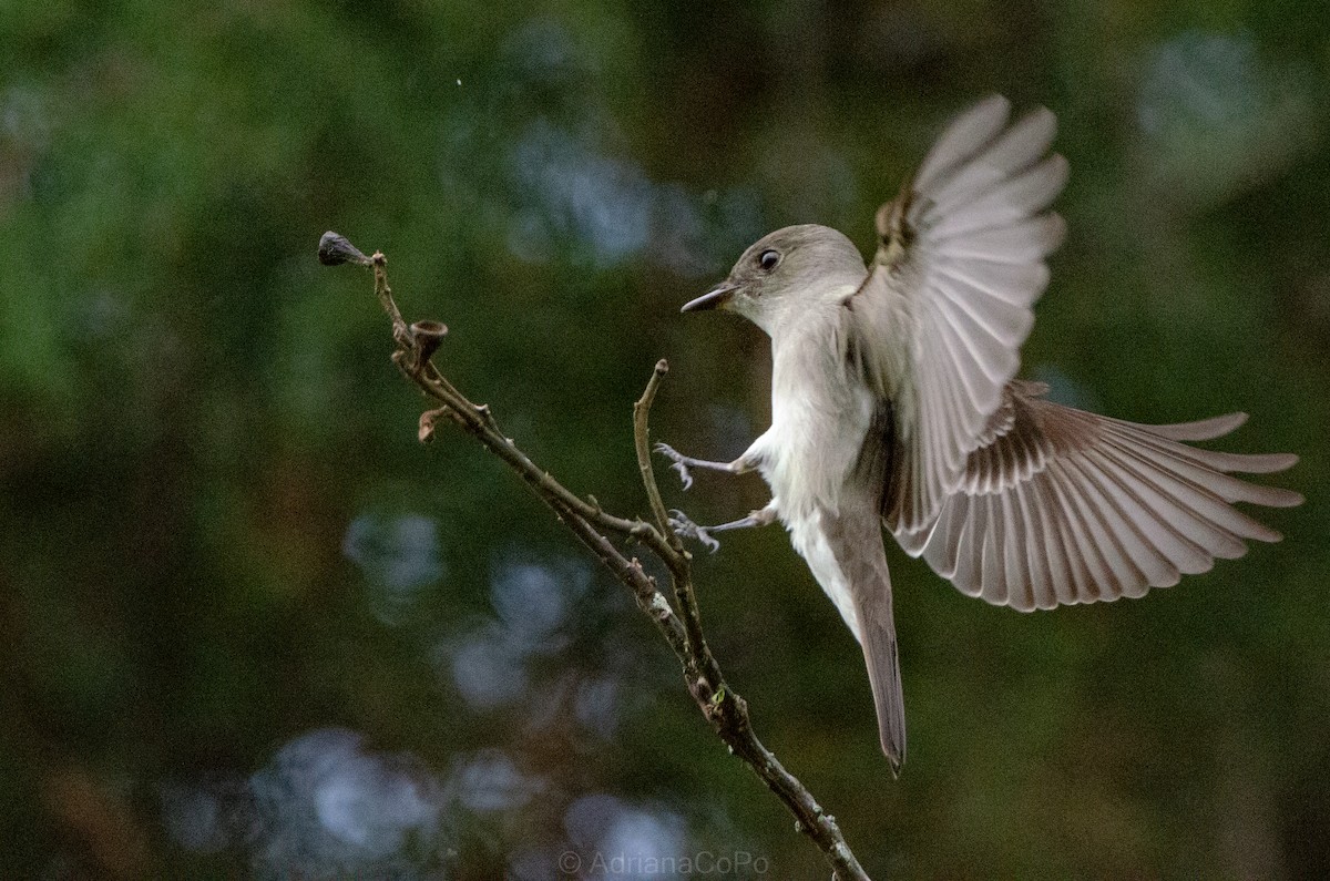 Northern Tropical Pewee - ML636080149
