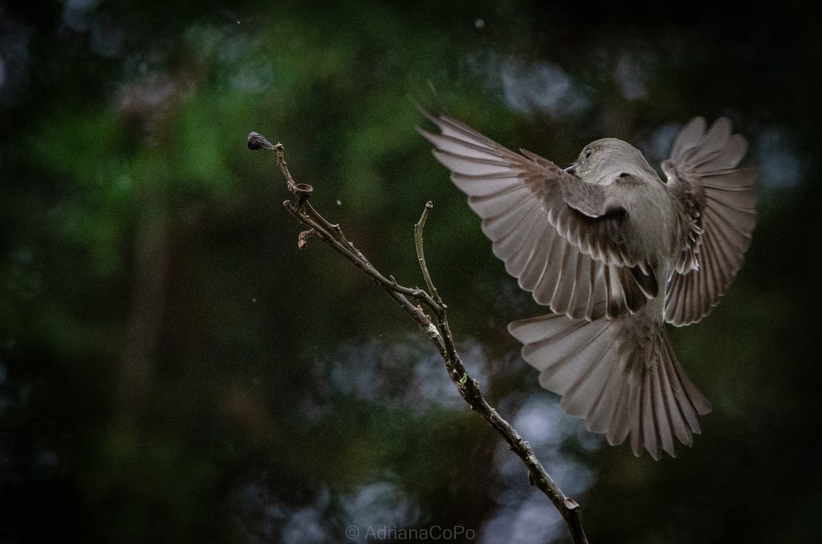 Northern Tropical Pewee - ML636080150