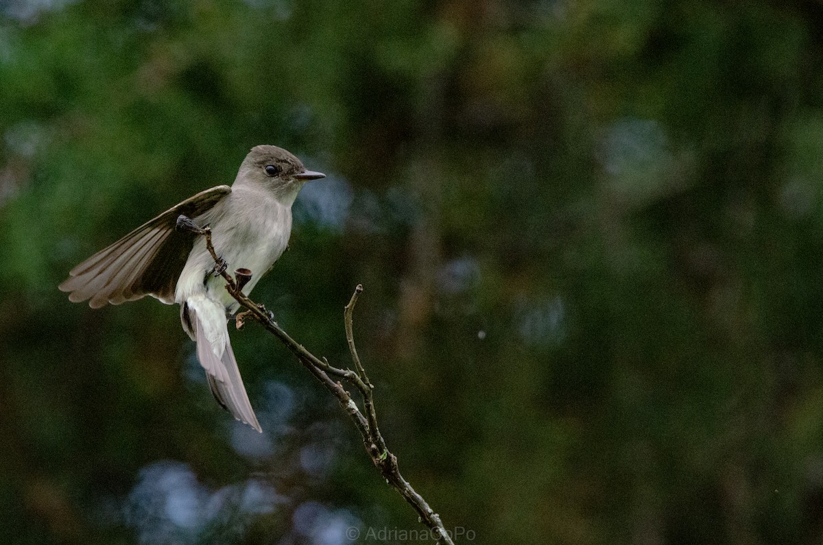 Northern Tropical Pewee - ML636080151
