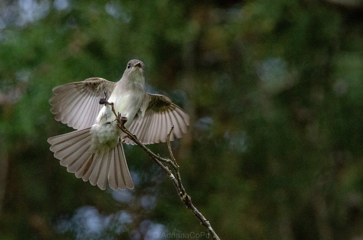 Northern Tropical Pewee - ML636080152