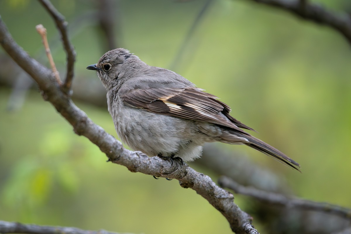 Townsend's Solitaire - ML636080161