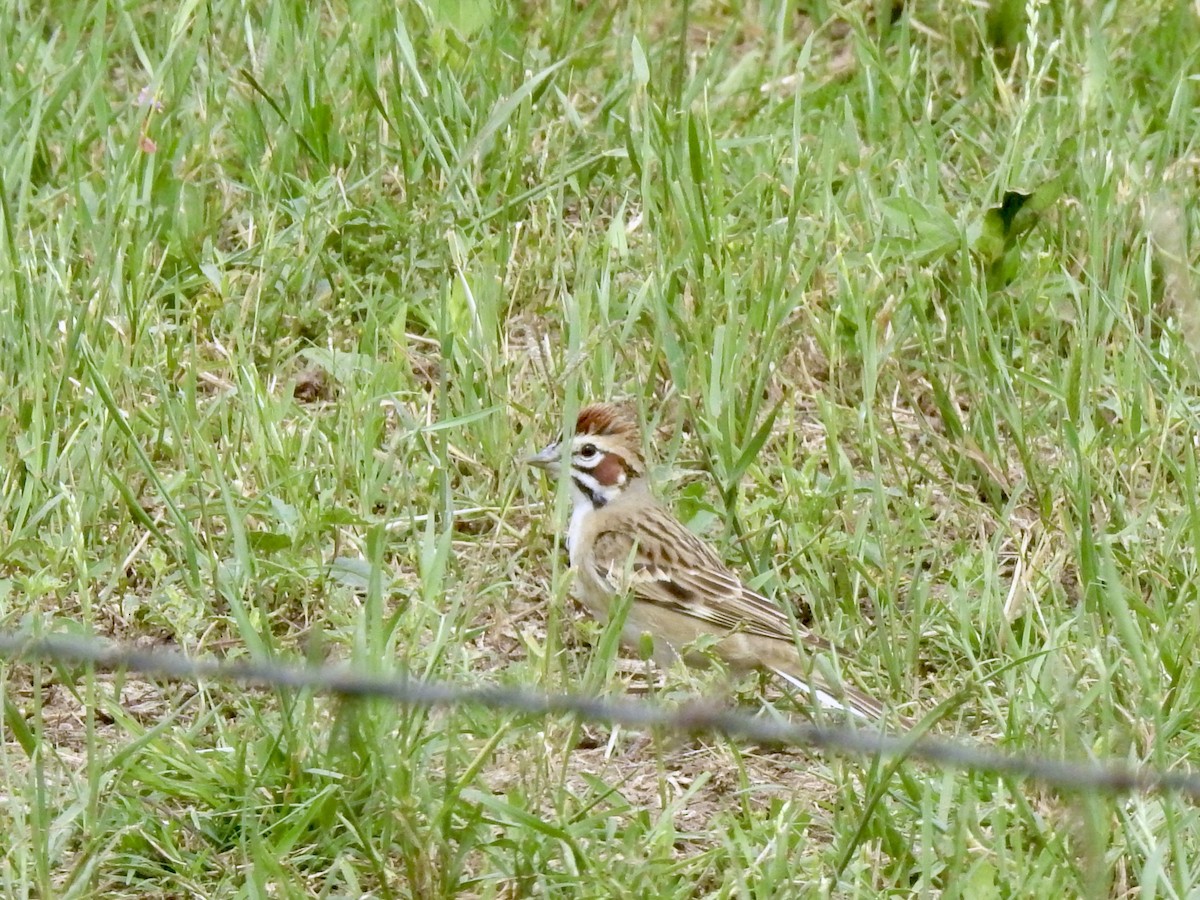 Lark Sparrow - ML636080200