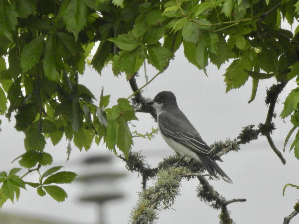 Eastern Kingbird - ML636080303