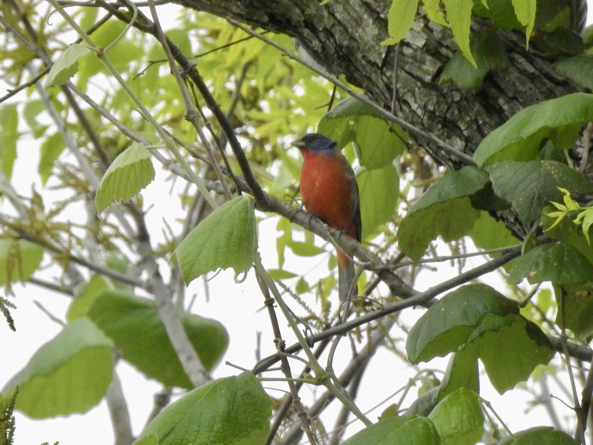 Painted Bunting - ML636080322