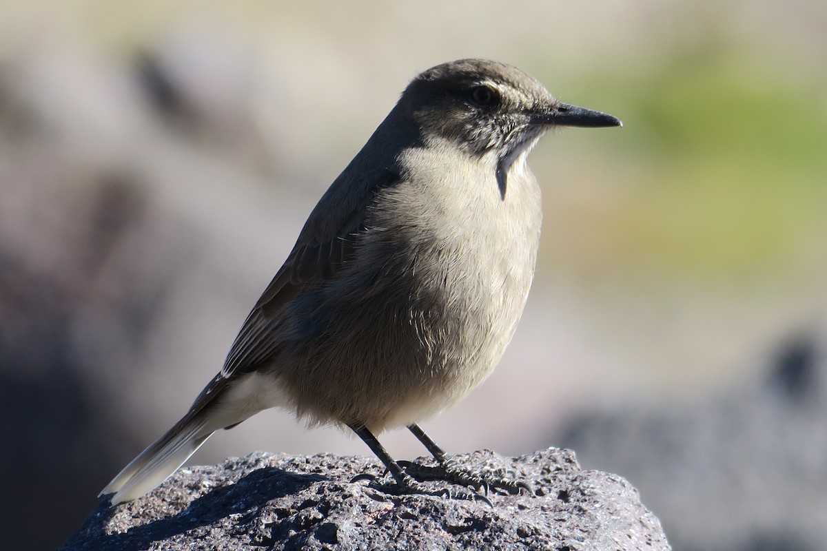 Black-billed Shrike-Tyrant - ML636080366