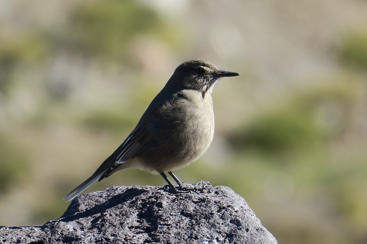 Black-billed Shrike-Tyrant - ML636080367