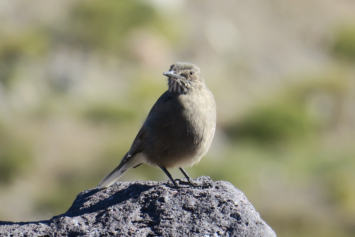 Black-billed Shrike-Tyrant - ML636080368
